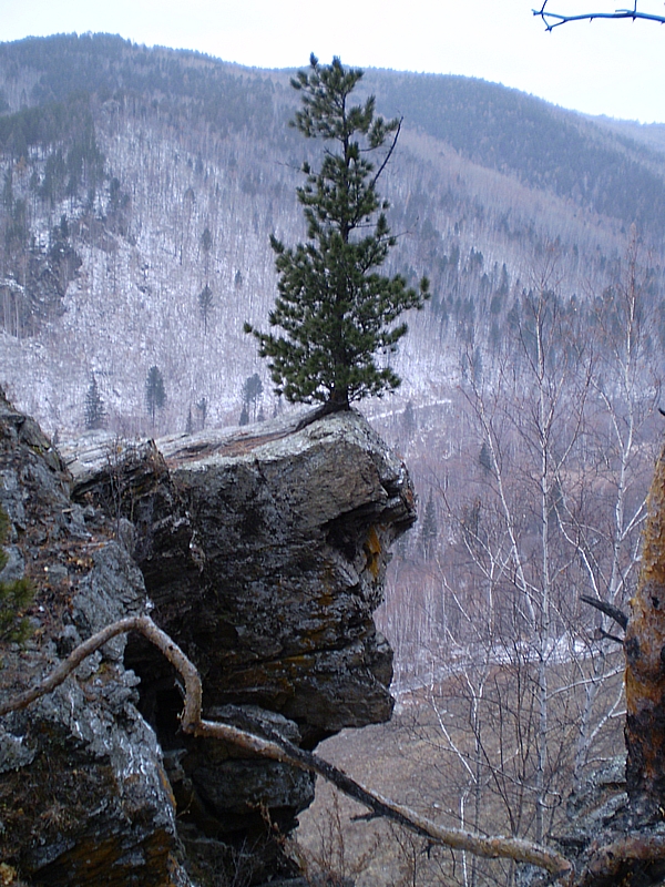 Красный чикой фото